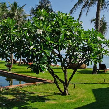 Frangipani Tree