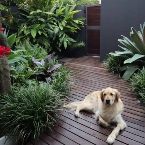 Landscape Design Potts Point Sydney