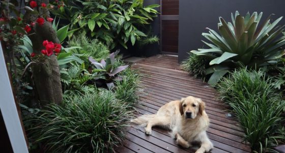 Landscape Design Potts Point Sydney