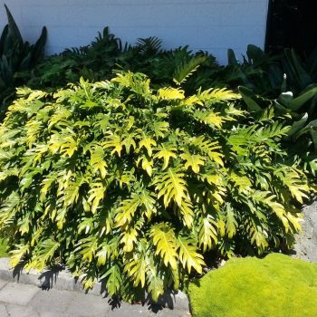 Xanadu plant for courtyards