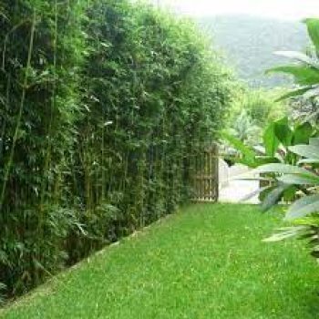 Courtyard Garden Plants Sydney