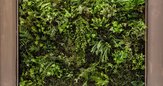 Vertical garden Sydney